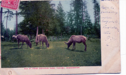 Elk At Point Defiance Park, Tacoma, Washington - Tacoma