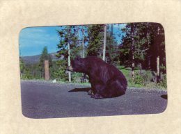 52543    Stati Uniti,   Bear Beggar In  Yellowstone  National  Park,  NV - Yellowstone