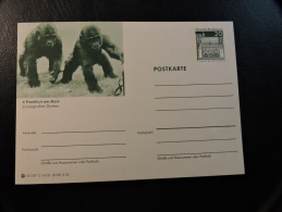 1970 Gorila  In Frankfurt Am Main Zoo Germany Postal Stationery - Gorilla's