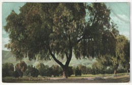 California Pepper Tree - 1908 - Árboles