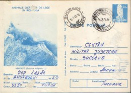 Delcampe - Romania - Postal Stationery Postcard 1977 Used - Rodents - Squirrel( Sciurus Vulgaris) - Nager