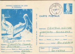 Romania - Postal Stationery Postcard 1977 Used -   Birds - Pelicans - Pelícanos