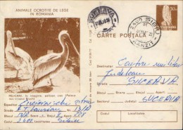 Romania - Postal Stationery Postcard 1977 Used -   Birds - Pelicans - Pelicans