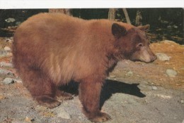 1960 CIRCA YOSEMITE AMERICAN BLACK BEAR - Yosemite