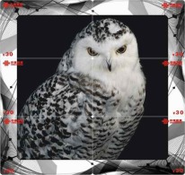 O03214 China Phone Cards Owl Puzzle 60pcs - Búhos, Lechuza