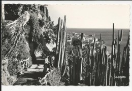 Carte Postale : Principauté De  Monaco: Jardin Exotique   / Carte Glacée  1959 - Jardín Exótico