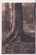 Ligue Des Amis De La Forêt De Soignes - Hêtres (enfants Noyés) - Watermaal-Bosvoorde - Watermael-Boitsfort