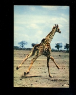 GIRAFES : Lot 2cp Girafe Faune Africaine  African Fauna : Giraffe X2 Cards - Giraffe