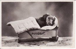 Carte Postale Photo CHIEN Dans Son Petit Lit - VOIR 2 SCANS - - Dogs