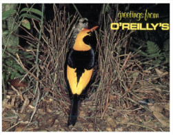 (404) Australia - QLD - O'Reillys Regent Bower Bird - Atherton Tablelands