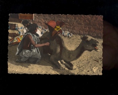 MAURITANIE  : Homme  Mauritanien Maure Sellant Son Chameau / Mauritanian Man And His Camel - Mauritania