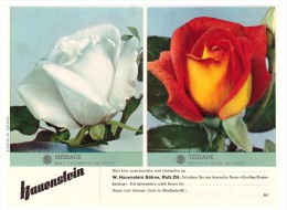 Original Werbung / Reklame - 1959 - Rosen , W. Hauenstein In Rafz , Blumen , Blumenhaus  !!! - Rafz