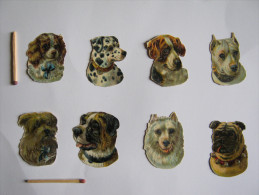 8 CHROMO DECOUPI TETE DE  CHIEN DE DIFFERENTES RACES DALMATIEN  BASSET DOG EPAGNEUL... - Animales