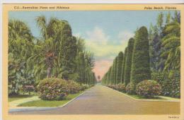 C5-AUSTRALIAN PINES AND HIBISCUS- PALM BEACH FLORIDA -161- - Palm Beach