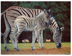 (106 PF) Zebra- Zèbre - Zèbres