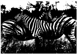 (106 PF) Zebra- Zèbre - Zebras