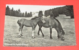 Au Pâturage Des Franches Montagnes  ::::: élevages - Chevaux - Poulain - Cheval  ---------- 268 - Altri & Non Classificati