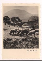 Editions D´art YVON - " Un Coin De Paix "  - Moutons Paissant Auprès D'un Pont, à Situer, Auvergne ? - - Otros Fotógrafos