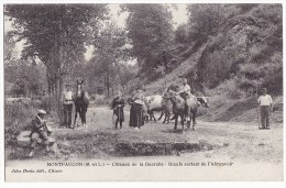 MONTFAUCON. - Côteaux De La Guerche - Boeufs Sortant De L'Abreuvoir. Superbe Cliché - Montfaucon