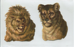 PRIX FIXE 2  CHROMO DECOUPIS COUPLE LION LIONNE    7 CM HAUTEUR TRES BON ETAT - Animales