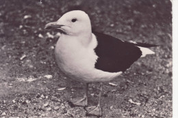 GOELAND BRUN (France)-138 - Vogels