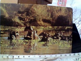 IPPOPOTAMO IPPOPOTAMI  HIPPO  ZAMBIA     V1988   ET16351 - Flusspferde