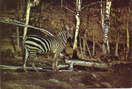 ZEBRES - Zebras