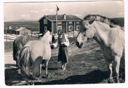 SC1199    Ved Fjeligarden ( Horse) - Norway