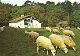 40. CPSM. Landes. Sabres. Ecomusée De La Grande Lande, Marqueze, Maison Le Mineur, Brebis De Race Landaise - Sabres