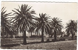 Delcampe - PORQUEROLLES - LES PALMIERS -  . - Porquerolles