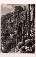 -- MONACO:  Un Coin Des Jardins Exotiques: Cereus, Et Echinocactus -  Cpsm - - Jardín Exótico