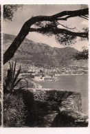 -- MONTE-CARLO:  Vu Du Rocher De Monaco -  Pin, Agave  - Cpsm - - Jardín Exótico