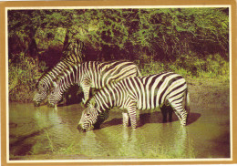 ZEBRES - Zebras