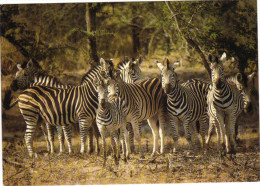 ZEBRES - Zebra's