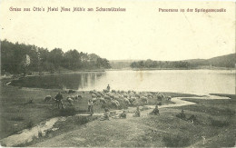 Allemagne CPA Gruss Aus Otto ' S Hotel Neue Muhle Scharmutzelsee Moutons Zug Beeskow - To Identify