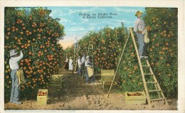 CA - Californie - ** Picking The Golden Fruit Of Sunny California ** - Cpa - Voir 2 Scans. - Sonstige & Ohne Zuordnung