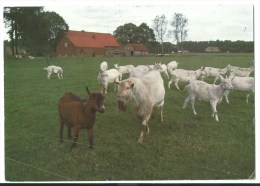 HET VEEN - Staf Larochelaan 47 Brecht - 1995 - Geiten - Brecht