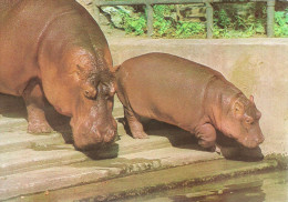 HIPPOPOTAMUS * BABY HIPPO * ANIMAL * ZOO & BOTANICAL GARDEN * BUDAPEST * KAK 0028 731 * Hungary - Nijlpaarden