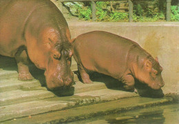 HIPPOPOTAMUS * BABY HIPPO * ANIMAL * ZOO & BOTANICAL GARDEN * BUDAPEST * KAK 0028 762 * Hungary - Hippopotamuses
