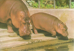 HIPPOPOTAMUS * BABY HIPPO * ANIMAL * ZOO & BOTANICAL GARDEN * BUDAPEST * KAK 0028 771 * Hungary - Nijlpaarden