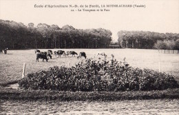 La Mothe Achard : Le Tropeau Et Le Parc De L'école D'agriculture - La Mothe Achard