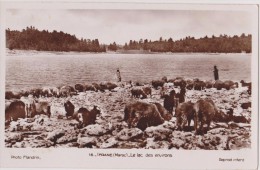 Afrique,MAROC,IFRANE,le Lac,moyen Atlas,1713m D´altitude,berger Avec Troupeau De Moutons,photo Flandrin,rare - Rabat