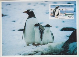 Chile 1994 Antarctica / Penguins  Postcard (with Reprint Of The Stamp) Unused (20677) - Other & Unclassified