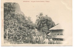 TAH.0001/ BORA BORA - Bosquets D´arbres Fruitiers à Vaitape - Tahiti
