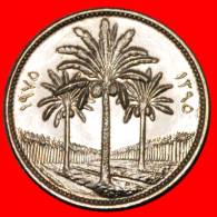 * PALM-TREES IRAQ  50 FILS 1975-1395 UNC!  LOW START NO RESERVE! - Irak