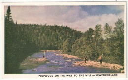 Pulpwood On The Way To The Mill - Newfoundland - Otros & Sin Clasificación