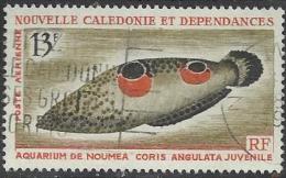 NEW CALEDONIA 13 FRANCS AQUARIUM FISH CORIS ANGUILATA MARINE LIFE SET OF 1 UNH 1964 SG388 READ DESCRIPTION !! - Oblitérés