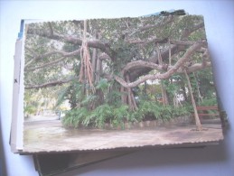 Australia Queensland Rockhampton Botanical Gardens Nice Tree - Rockhampton