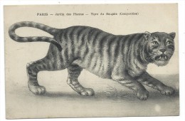 CPA  PARIS, JARDIN DES PLANTES, TIGRE DU BENGALE (composition) - I. P. M. Baroud - Tiger