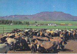 Mongolia - Hubsubul Aimak - Village Community Centre - Horses - Mongolie